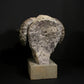 Merino Ram Head