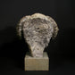 Merino Ram Head