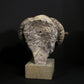 Merino Ram Head