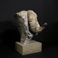 Merino Ram Head