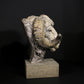 Merino Ram Head