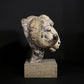 Merino Ram Head