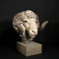 Merino Ram Head