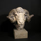 Merino Ram Head