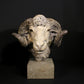 Merino Ram Head