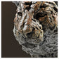 Tiger Head Study by Hamish Mackie