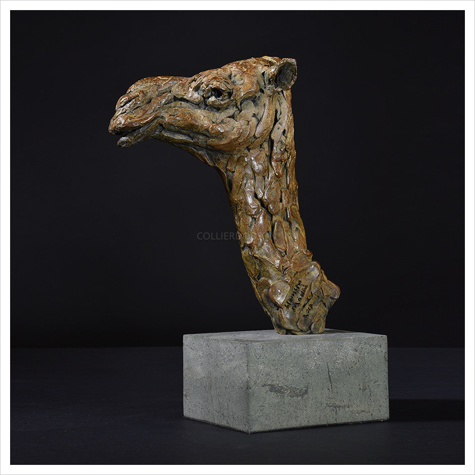 Camel Head Female by Hamish Mackie