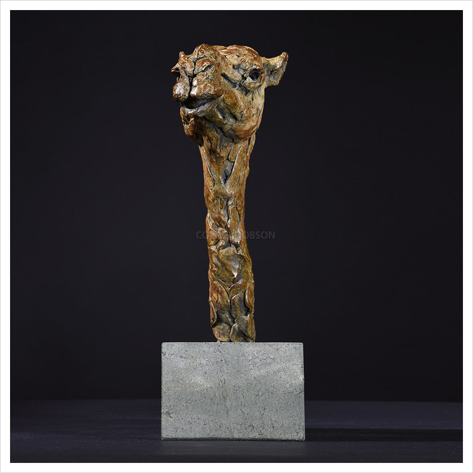 Camel Head Female by Hamish Mackie