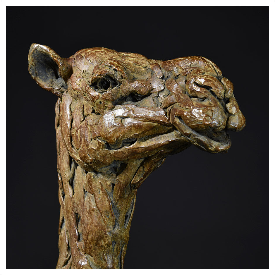 Camel Head Female by Hamish Mackie