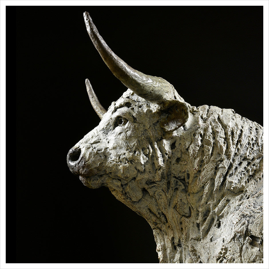 White Park Bull by Hamish Mackie