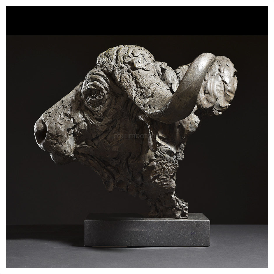 Cape Buffalo Head by Hamish Mackie