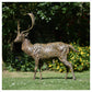Fallow Buck Standing Alert by Hamish Mackie