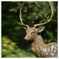 Fallow Buck Standing Alert by Hamish Mackie
