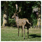 Fallow Buck Standing Alert by Hamish Mackie