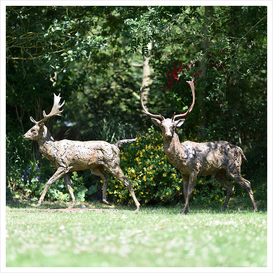 Fallow Buck Running and Fallow Buck Standing Alert by Hamish Mackie