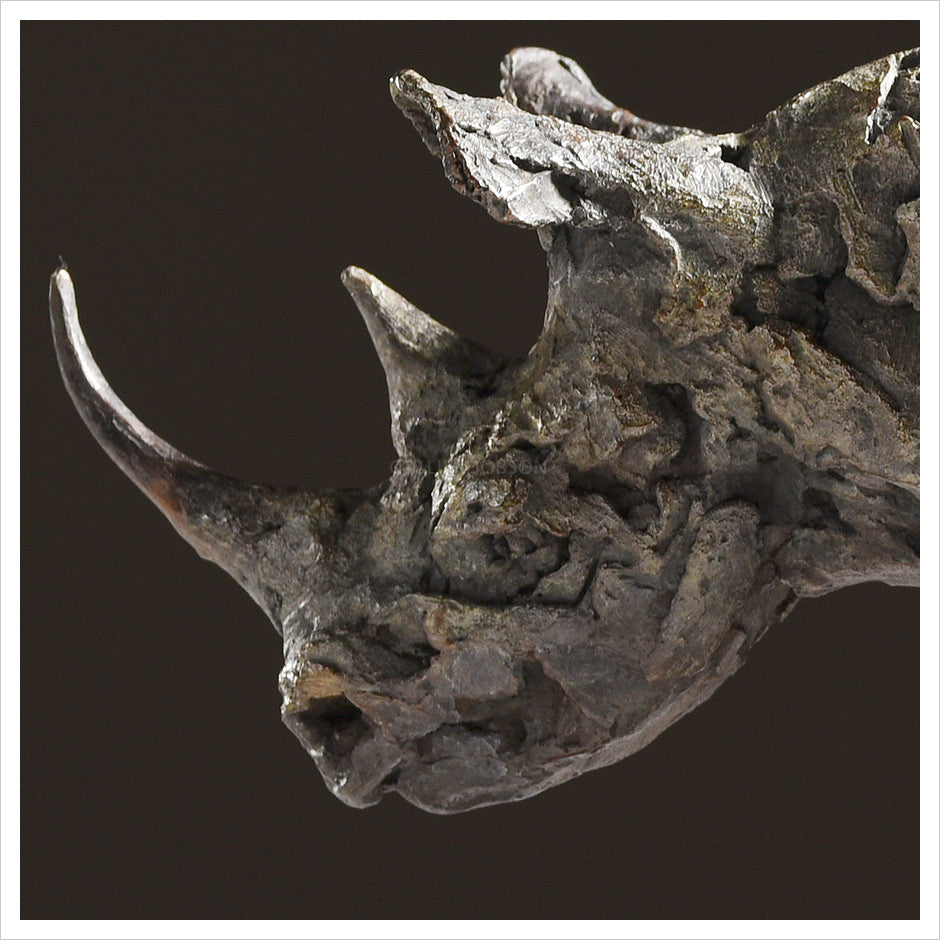 Black Rhino Running by Hamish Mackie