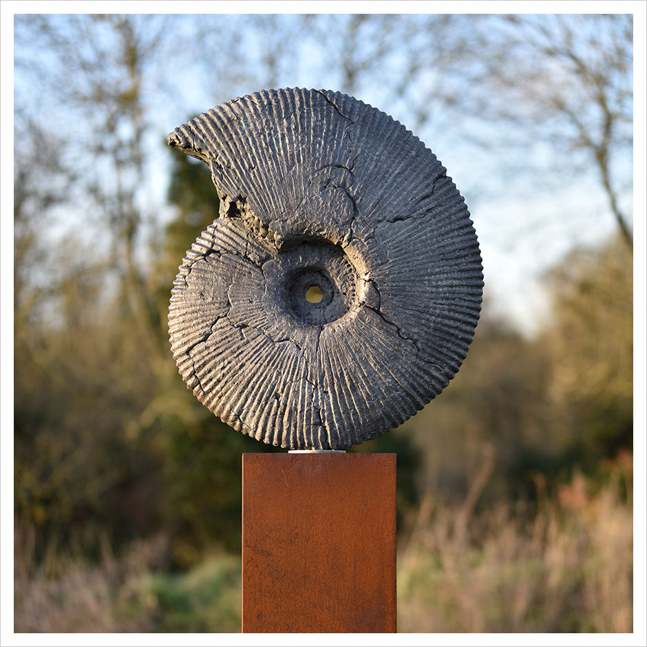 Ammonite Jurassic Cracked by Hamish Mackie