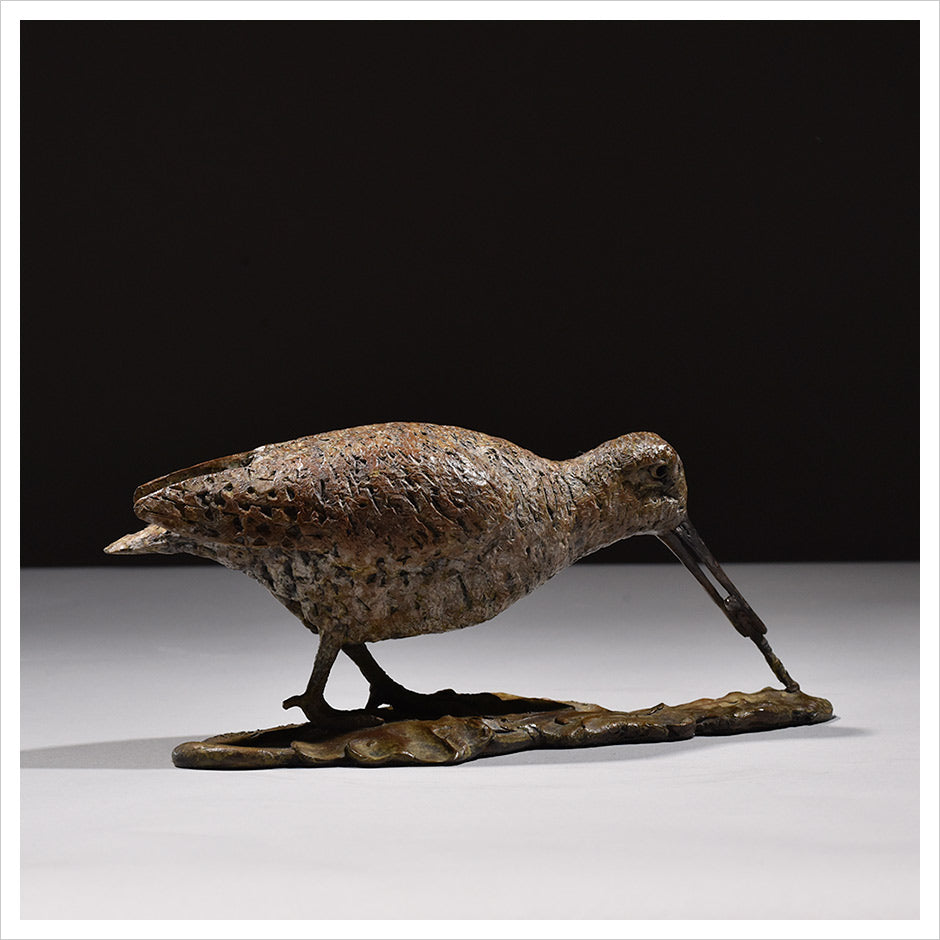 Woodcock Eating Worm by Hamish Mackie