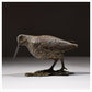 Woodcock Foraging by Hamish Mackie