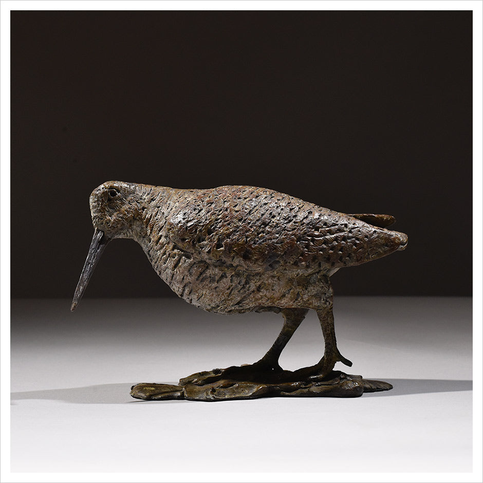 Woodcock Foraging by Hamish Mackie