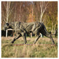 Lioness Life Size by Hamish Mackie