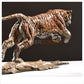 Tiger by Hamish Mackie