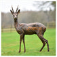 Roe Buck Standing by Hamish Mackie