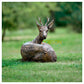 Roe Buck Lying Down by Hamish Mackie