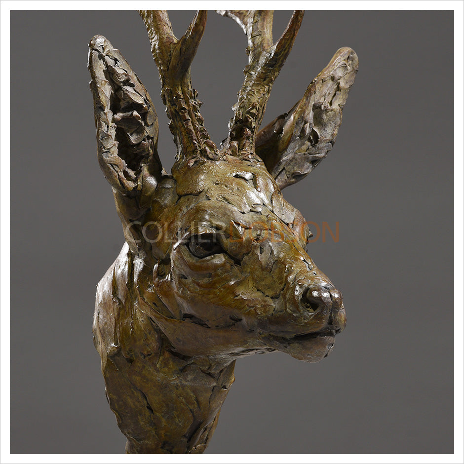 Roe Buck Head by Hamish Mackie