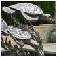 Turtles - Stainless Steel by Hamish Mackie