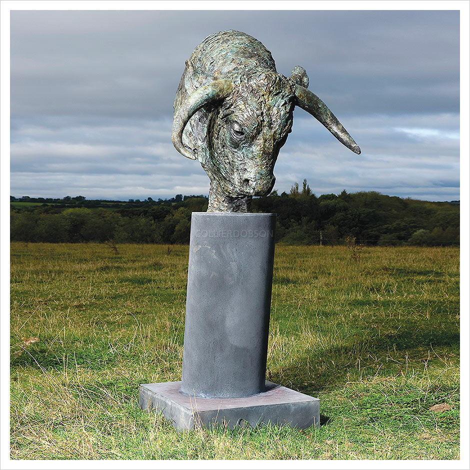 Bull Head by Hamish Mackie