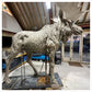 Moose by Hamish Mackie