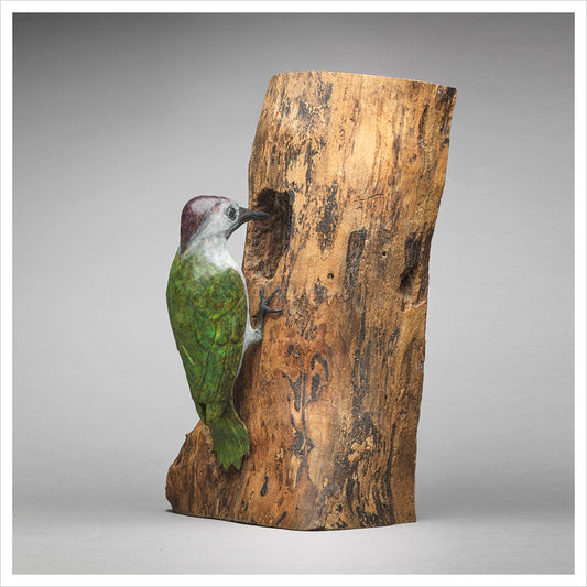 Woodpecker by Jenna Gearing