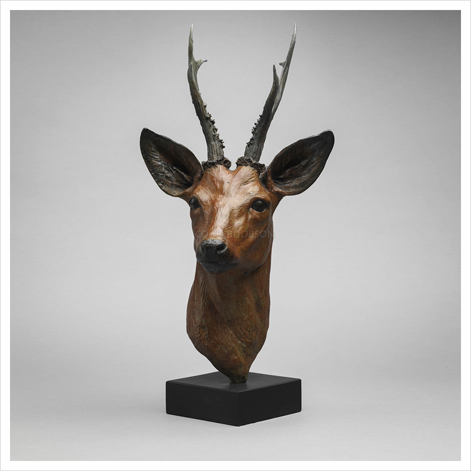 Roe Buck by Jenna Gearing