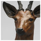 Roe Buck by Jenna Gearing