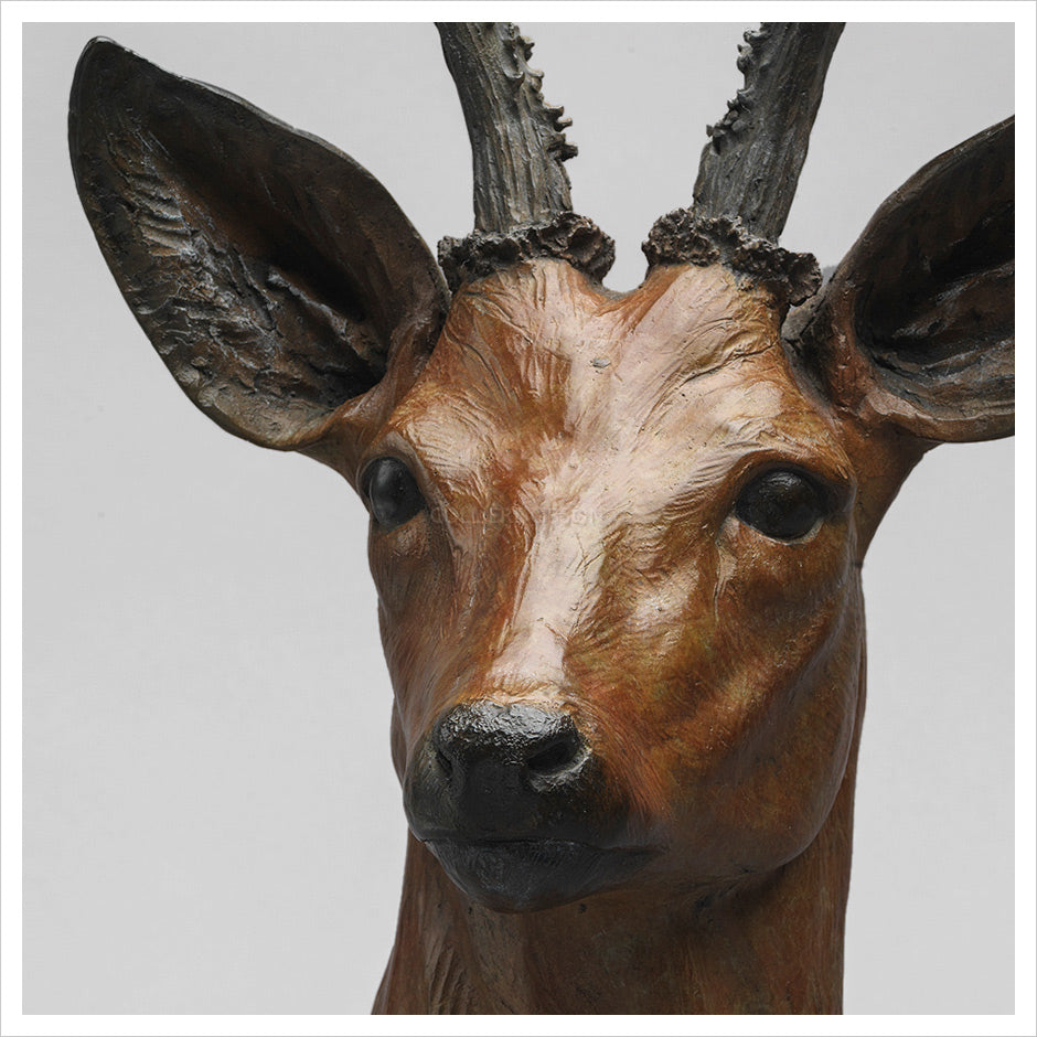 Roe Buck by Jenna Gearing