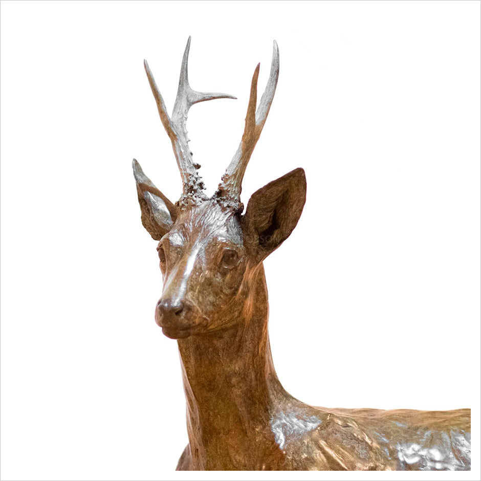 Sitting Roe Buck by Jenna Gearing