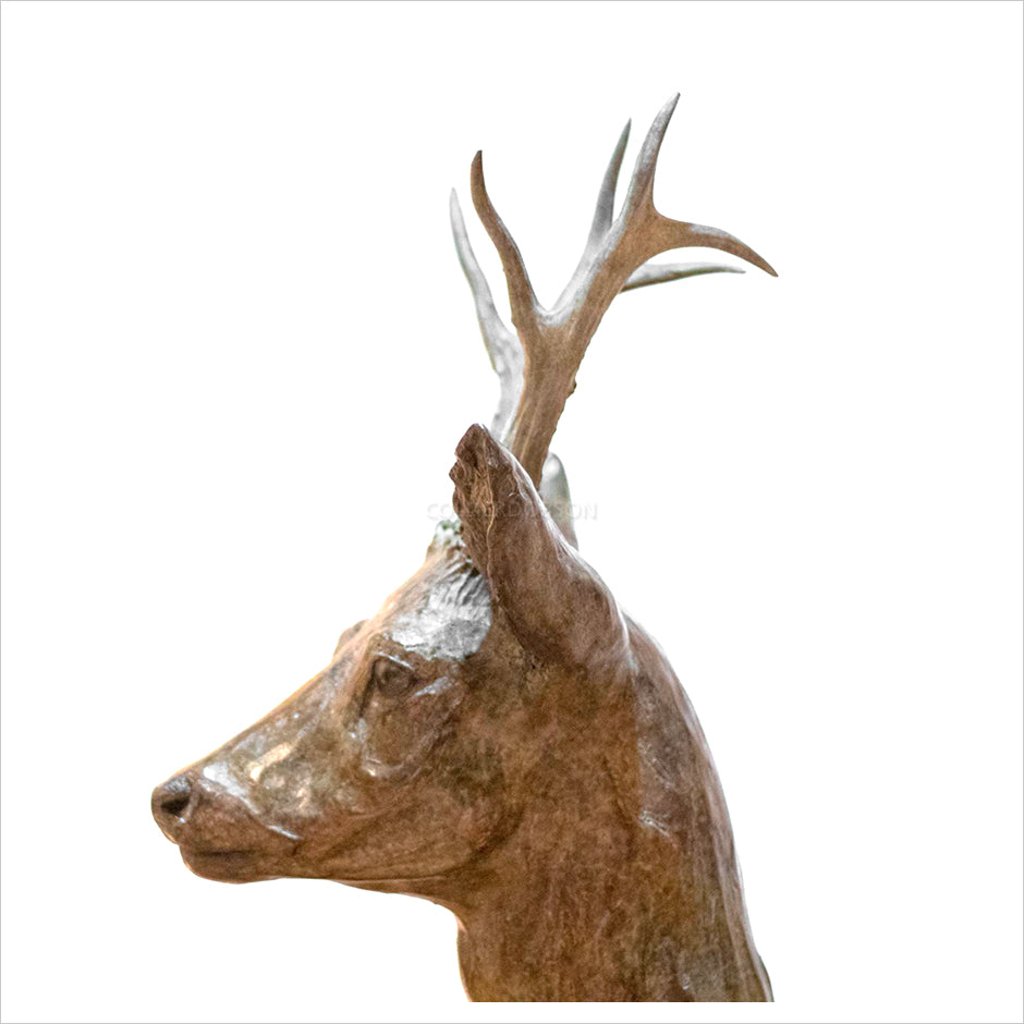 Sitting Roe Buck by Jenna Gearing
