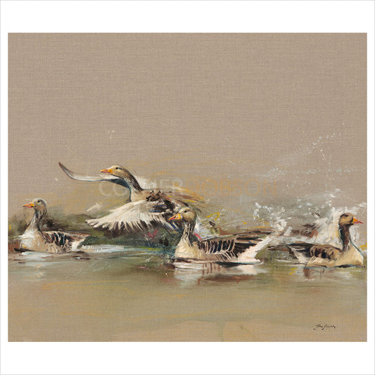 Greylag Geese by Josie Appleby