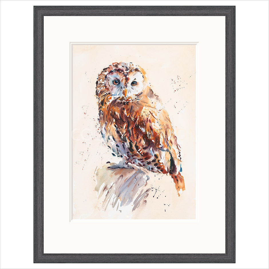 Tawny Owl by Jake Winkle