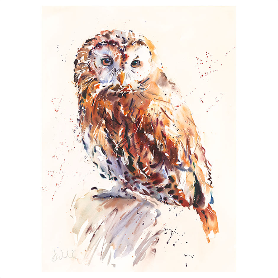 Tawny Owl  by Jake Winkle