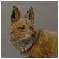 Fox by William Montgomery