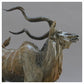Kudu by William Montgomery