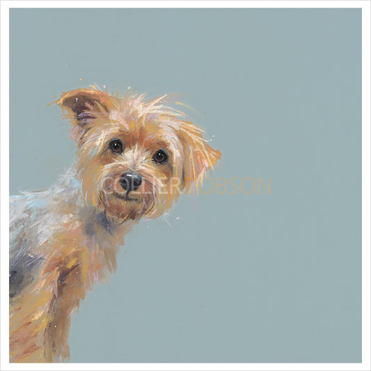 Yorkie by Nicky Litchfield